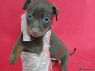 Pinscher Miniatura perros Pinscher Mini Chocolate - Anuncio 2