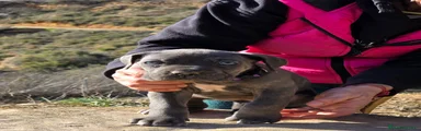 Cane Corso Cachorro 5