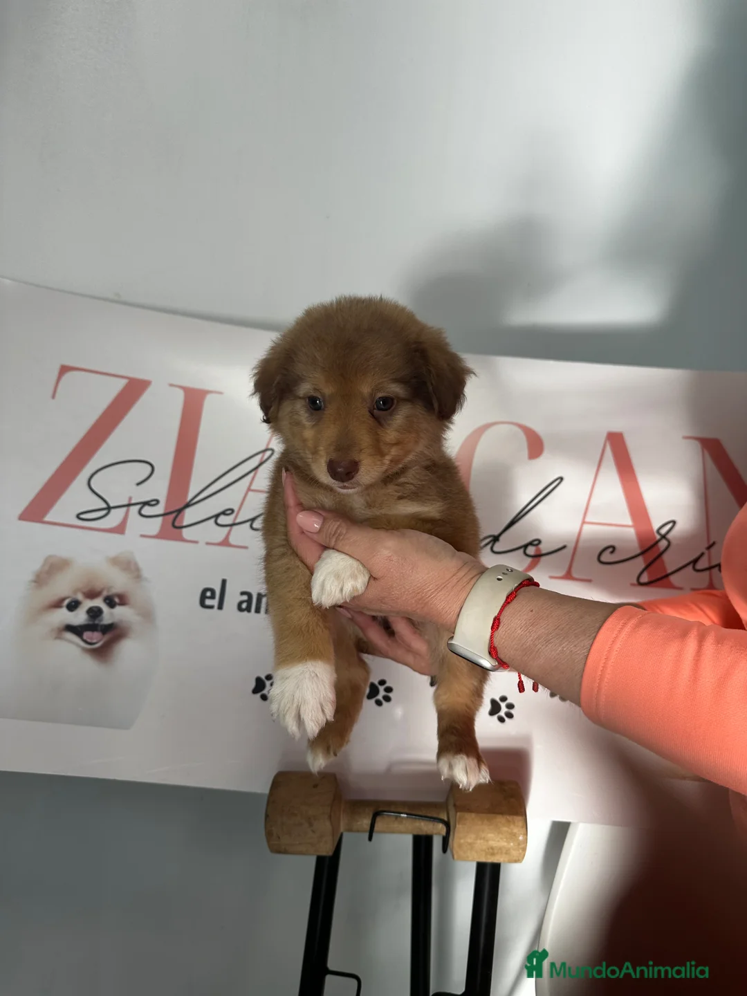 Border Collie perros en venta: Border Collie – Colores exclusivos 🐾 - Anuncio 4