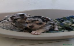 Chihuahua perros en venta: Hembra de chihuahua  - Imagen 2