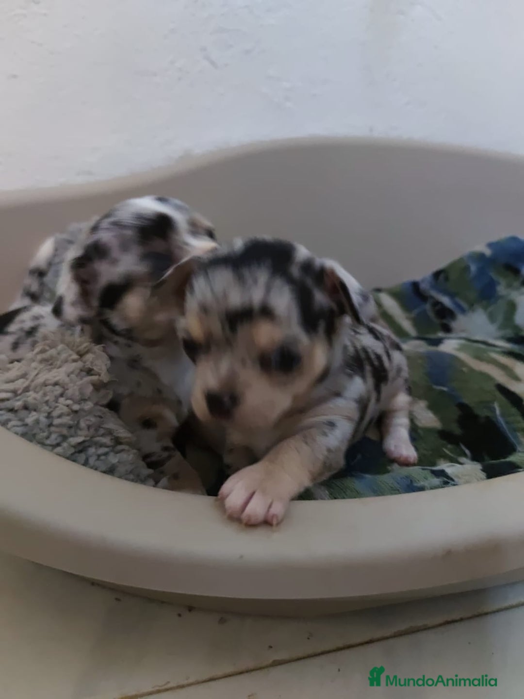 Chihuahua perros en venta: Hembra de chihuahua  - Imagen 2