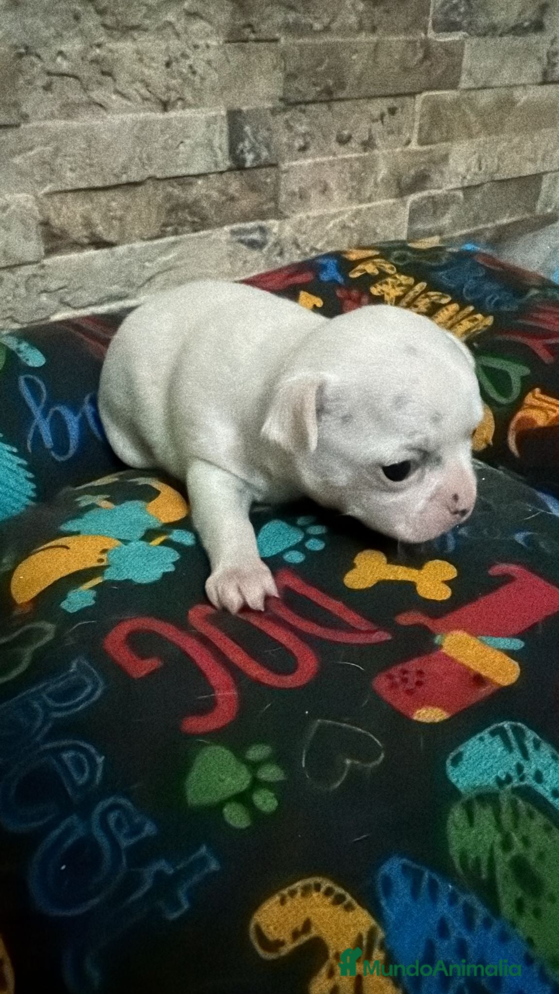 Chihuahua perros Chihuahua toy  - Anuncio 1