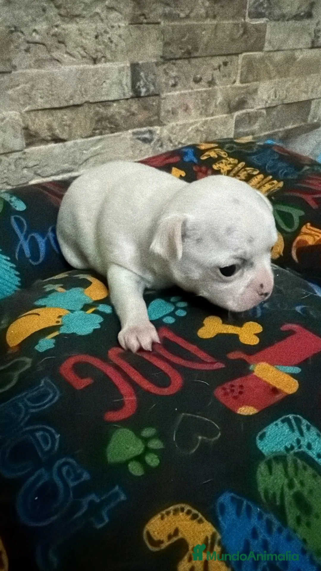 Chihuahua perros en venta: Chihuahua toy  - Anuncio 1
