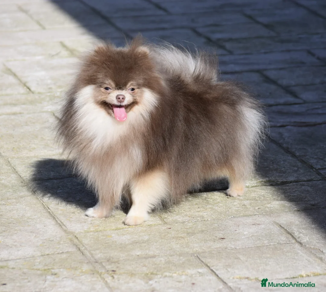 Pomerania perros para monta: Pomerania lilac montas  - Anuncio 1