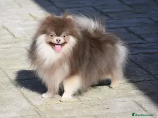 Pomerania perros Pomerania lilac montas - Anuncio 1