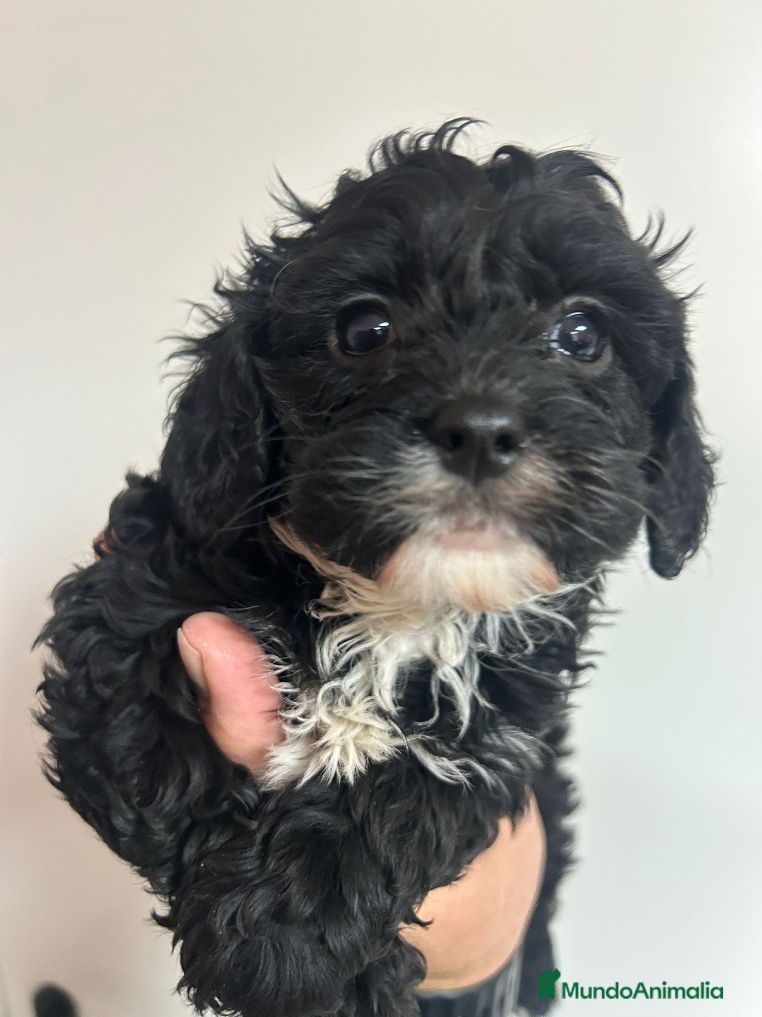 Cavapoo perros Cavapoo - Anuncio 2