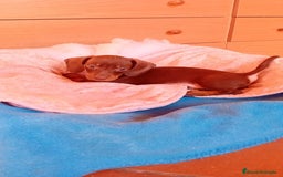 Teckel Miniatura perros en venta: Teckel kaninchen  - Imagen 10