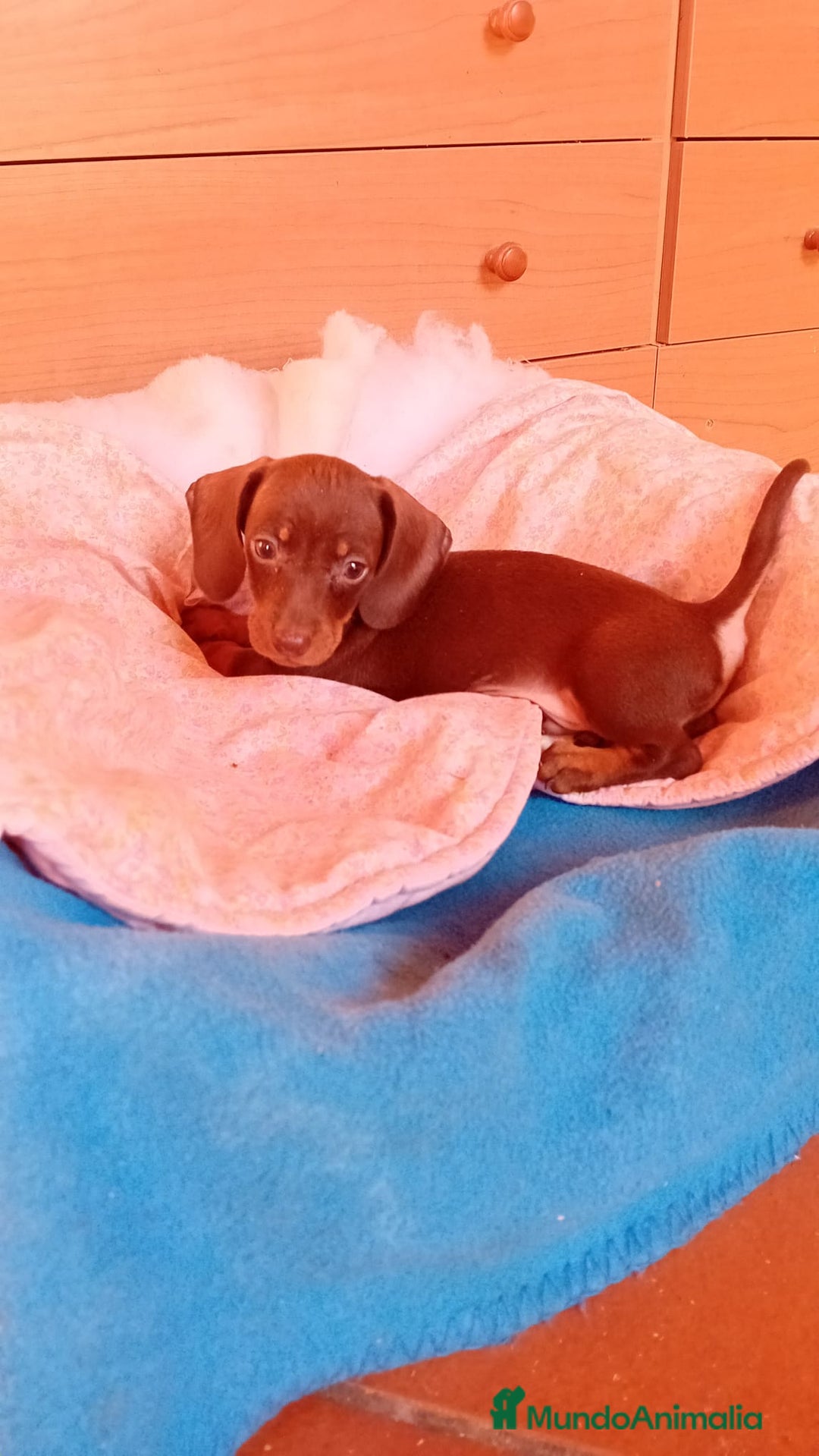 Teckel Miniatura perros en venta: Teckel kaninchen  - Imagen 10