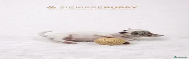 Chihuahua 1