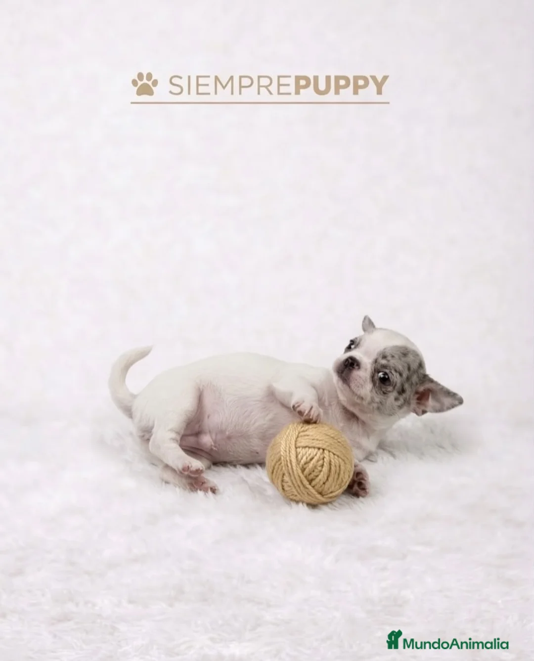 Chihuahua perros en venta: CHIHUAHUA EXÓTICO MERLE - Anuncio 2