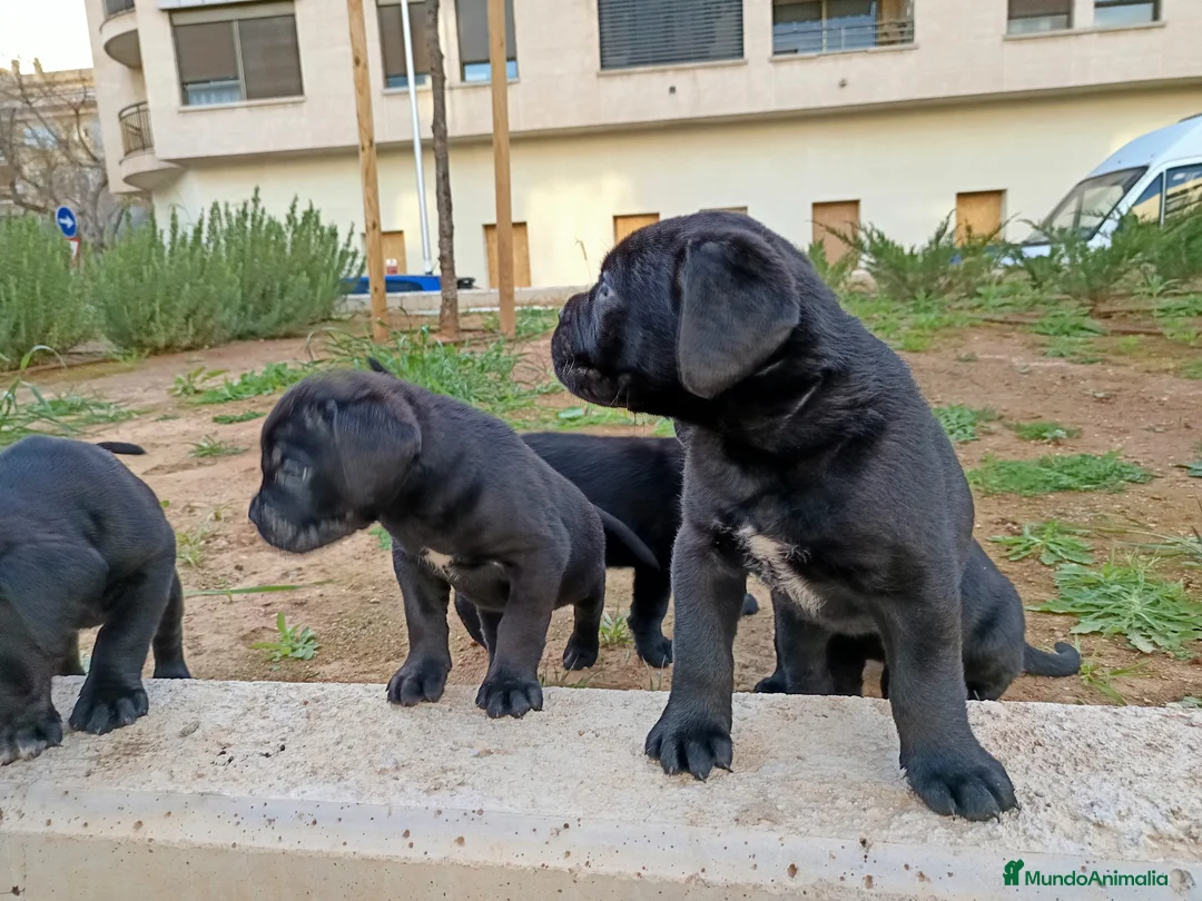 Imagen de galería {{count}}