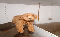 Goldendoodle perros en venta: CACHORROS DE GOLDENDOODLE - Anuncio 2