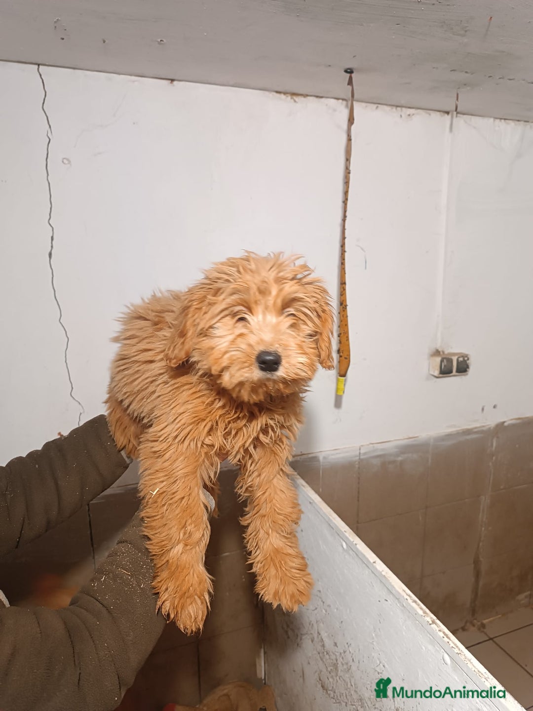 Goldendoodle perros en venta: CACHORROS DE GOLDENDOODLE - Anuncio 2