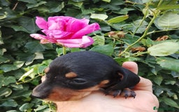 Teckel Miniatura perros en venta: Teckel de pelo corto  - Imagen 4