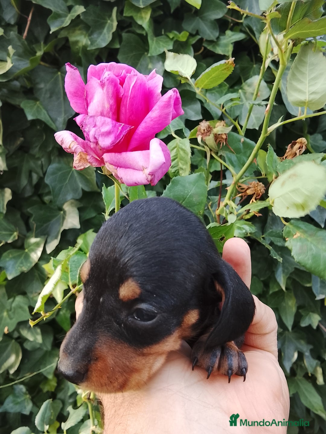 Teckel Miniatura perros en venta: Teckel de pelo corto  - Imagen 4