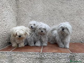 Bichón Maltés perros en Madrid - Anuncio 34