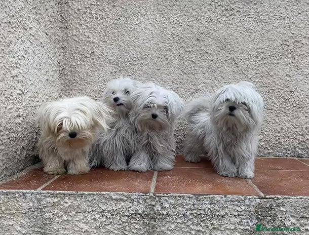 Bichón Maltés perros en Madrid - Anuncio 3