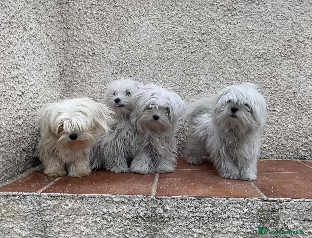 Bichón Maltés perros en venta: Cachorros de Bichon Maltes en Madrid - Anuncio 1