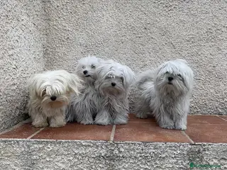 Bichón Maltés perros Cachorros de Bichon Maltes en Madrid - Anuncio 12