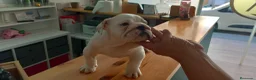 Bulldog Inglés perros en venta: Cachorro bulldog ingles  - Anuncio 6