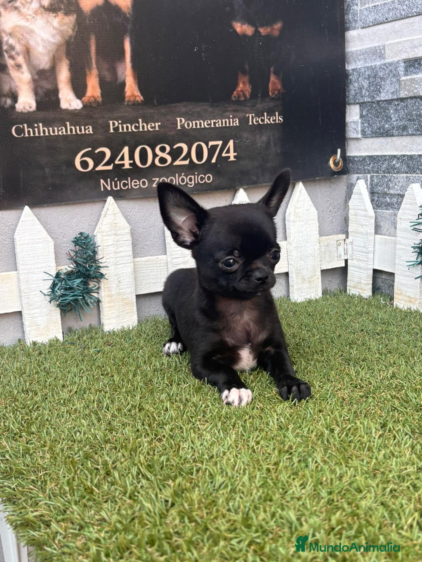 Chihuahua perros CHIHUAHUA NEGRO - Anuncio 1