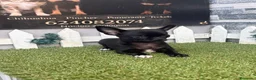 Chihuahua perros en venta: CHIHUAHUA NEGRO - Anuncio 1
