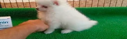 Pomerania perros en venta: Lulu pomerania  - Anuncio 11
