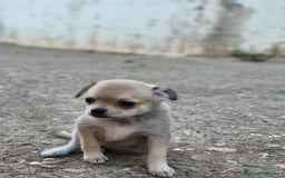 Pomchi perros en venta: Machito sable  - Imagen 3