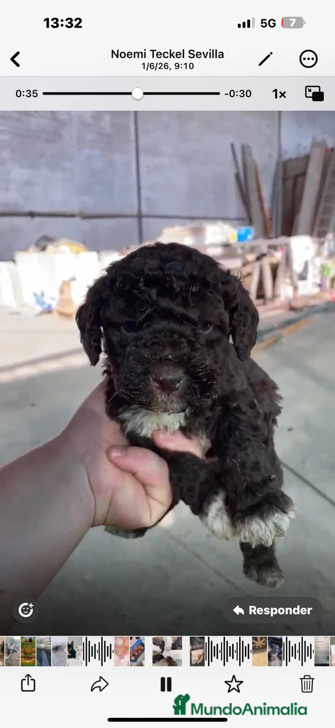 Perro de Agua Español perros en venta: Cachorros de agua criados en familia - Anuncio 2
