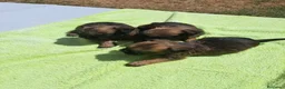 Grifón de Bruselas perros en venta: Griffon de bruselas - Anuncio 2