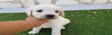 Golden Retriever Cachorro 8