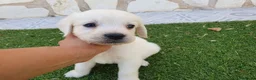 Golden Retriever perros en venta: Golden Retriever Belleza - Anuncio 7