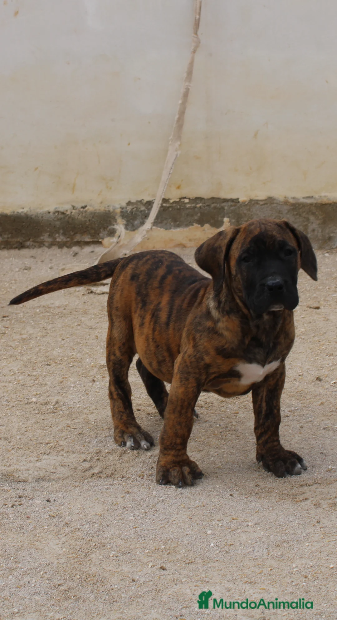 Presa Canario perros en venta: Presa canario  - Anuncio 12