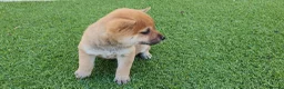 Shiba Inu perros en venta: Shiba Inu Calidad Top - Anuncio 3