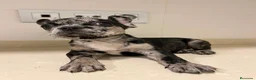 Bulldog Francés perros en venta: Cachorros de bulldog francés  - Anuncio 4