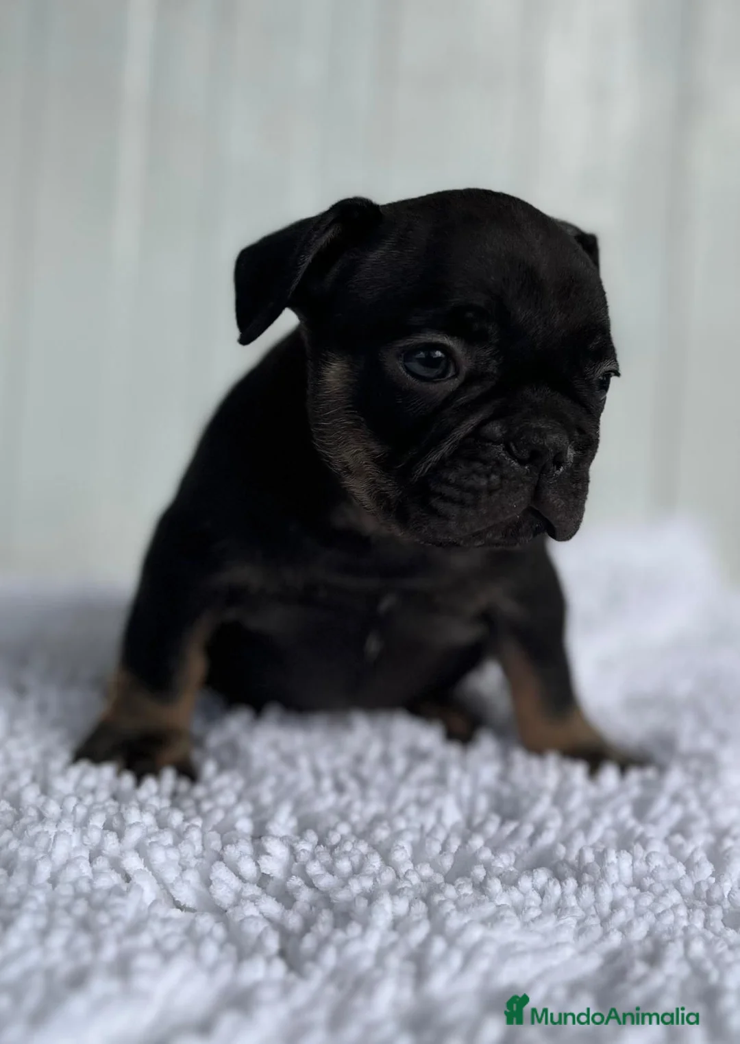 Bulldog Francés perros en venta: Bulldog frances Exotic - Anuncio 2
