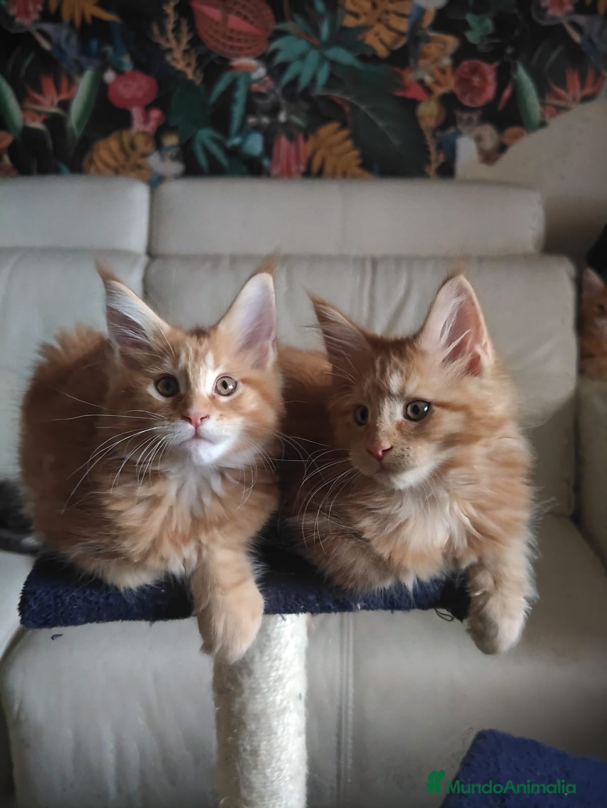 Maine Coon gatos Camada Preciosa Maine Coon - Anuncio 1