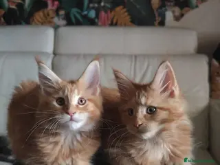 Maine Coon gatos Camada Preciosa Maine Coon - Anuncio 1