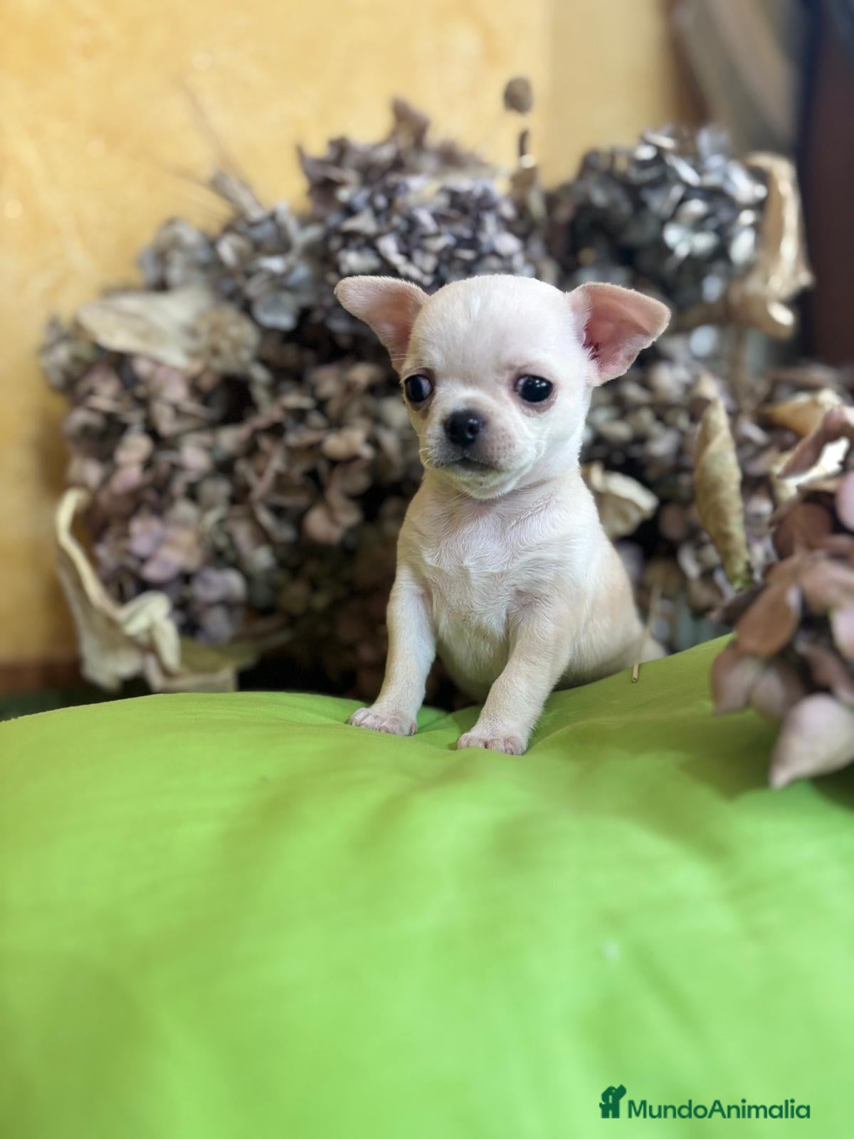 Chihuahua perros Chihuahua toy Macho  - Anuncio 1