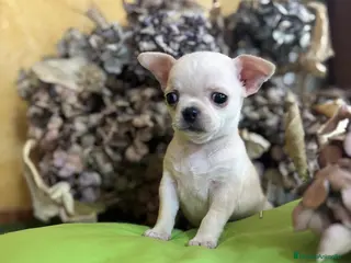 Chihuahua perros Chihuahua toy Macho - Anuncio 1