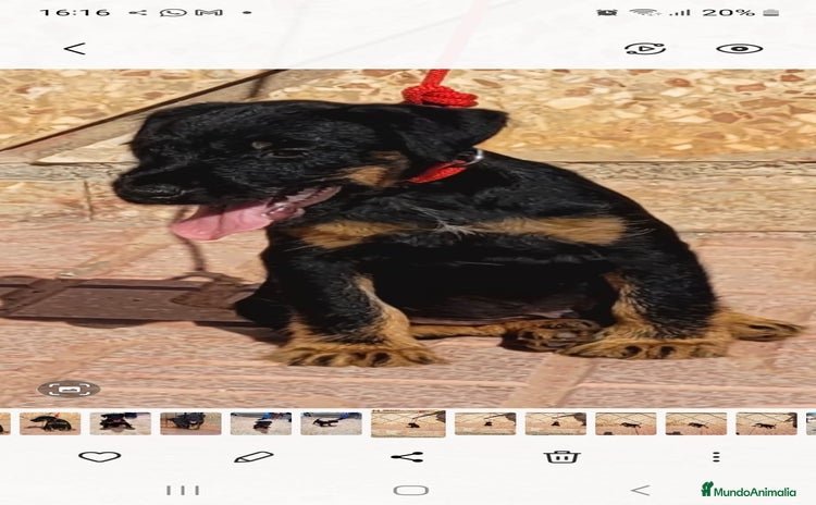 Terrier Alemán de Caza perros - Anuncio 11