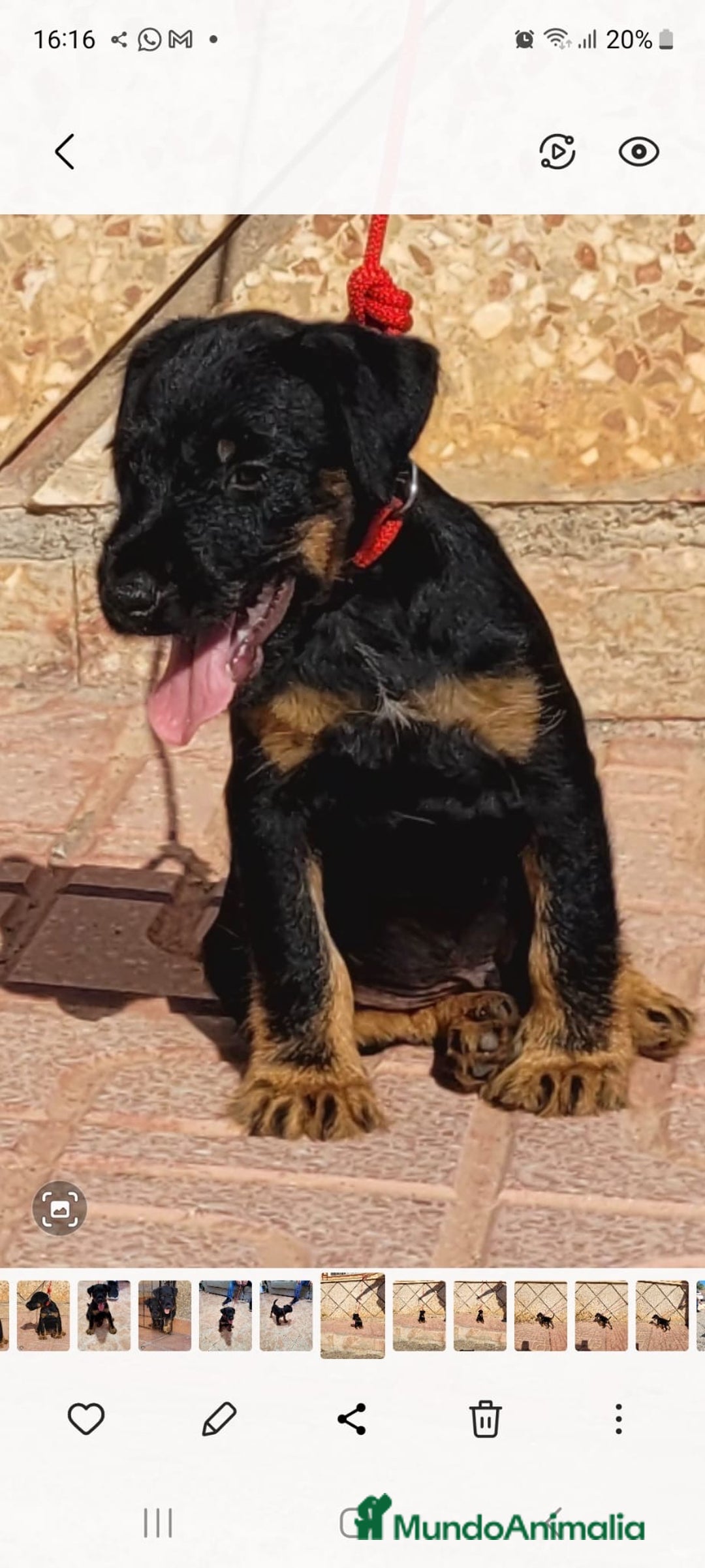 Terrier Alemán de Caza perros en venta: Disponible cachorros de Jagd terrier  - Imagen 1