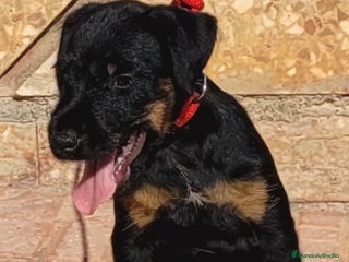 Terrier Alemán de Caza perros - Anuncio 1