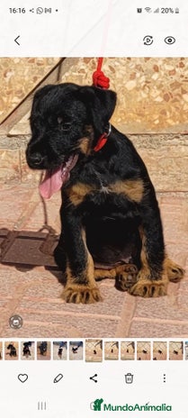 Terrier Alemán de Caza perros - Anuncio 1