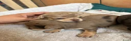 Chihuahua perros en venta: Chihuahuas merle 🩷🩵🐾 en Murcia - Anuncio 5