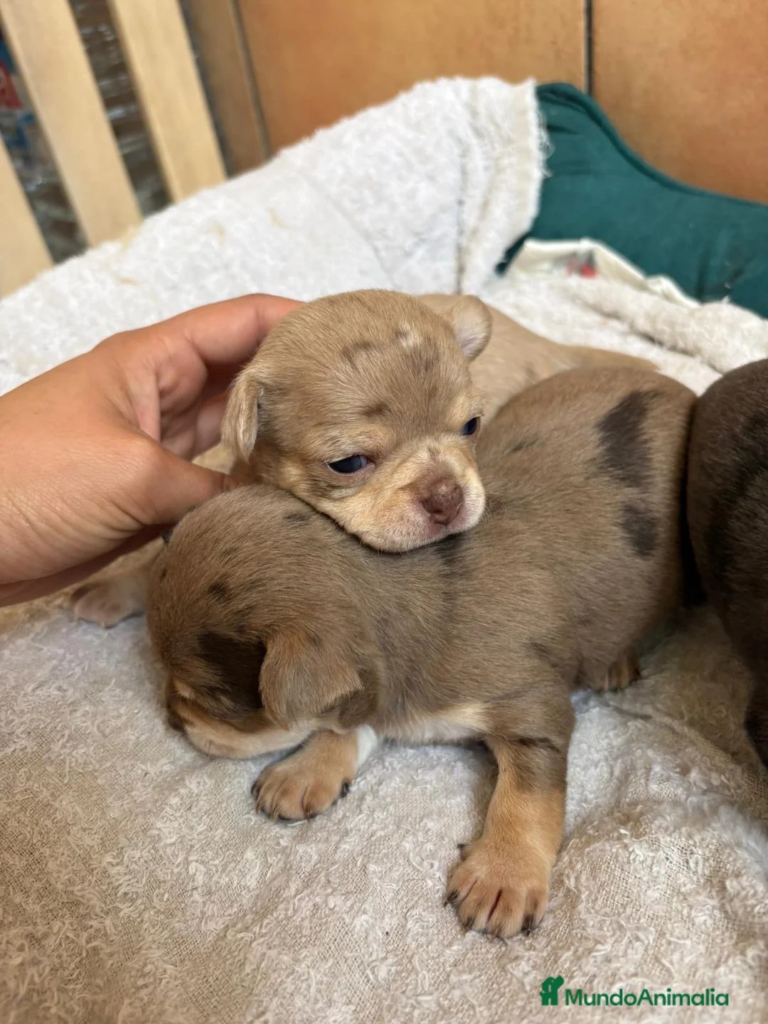 Chihuahua perros en venta: Chihuahuas merle 🩷🩵🐾 en Murcia - Anuncio 5