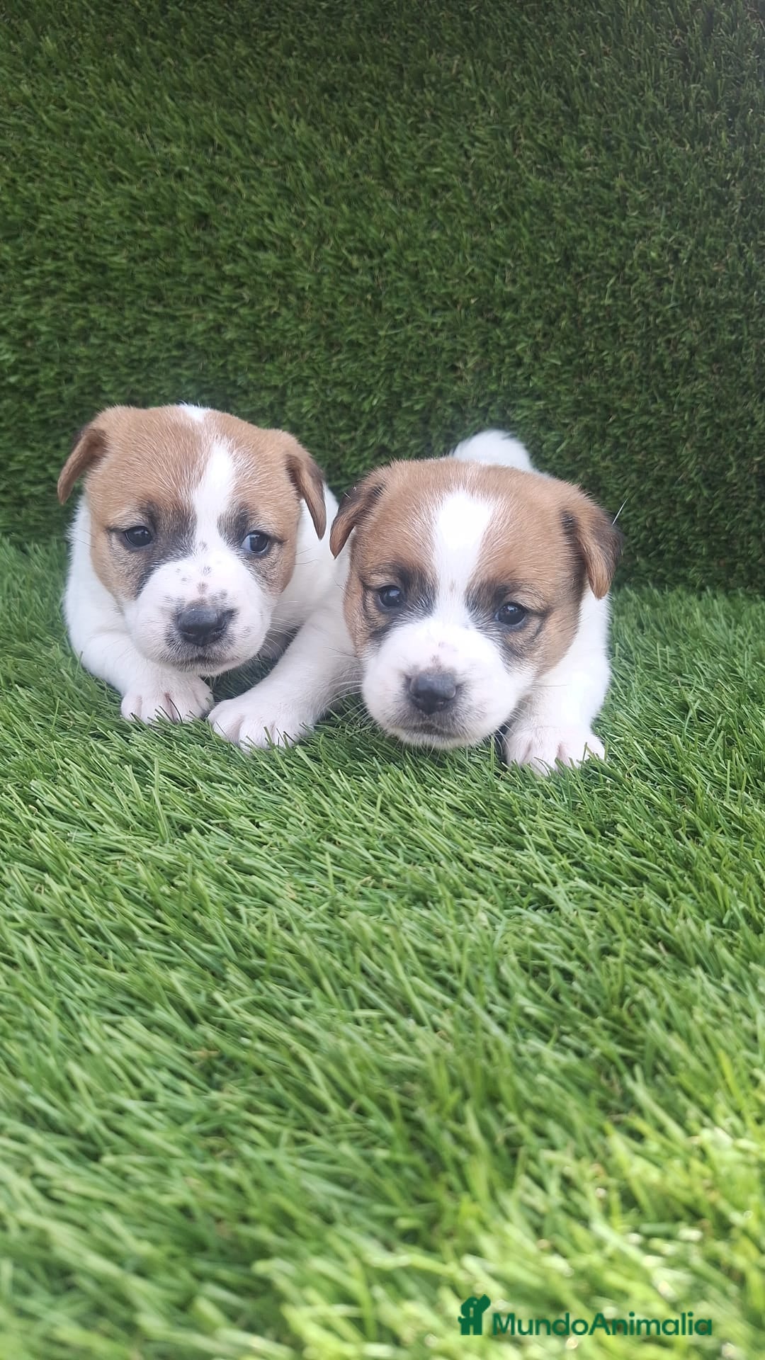 Jack Russell Terrier perros en venta: Jack Russell juguetones bicolor  - Imagen 4