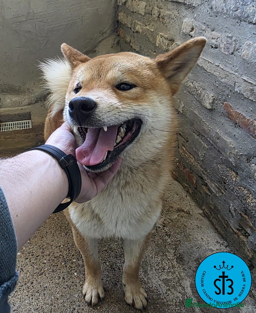 Shiba Inu perros en venta: SHIBA INU ADULTO PEDEGREE(LOE) - Imagen 3