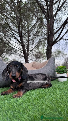 Teckel perros en Asturias - Anuncio 12