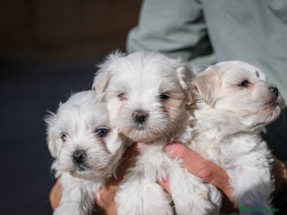 Bichón Maltés perros Preciosos Bichon maltes - Anuncio 1